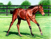 Thoroughbred, Equine Art - Morning Canter